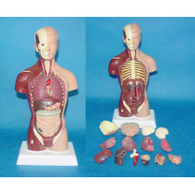 85cm Männliche medizinische anatomische Torso menschliche Anatomie System Modell